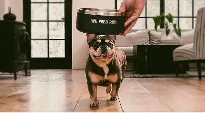 Excited French Bulldog running up to owner putting down a dog food bowl with We Feed Raw logo on it