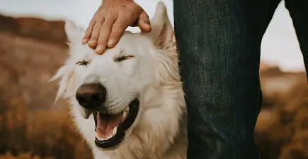 Close up of white large breed dog's happy face standing next to man who has his hand on dog's head